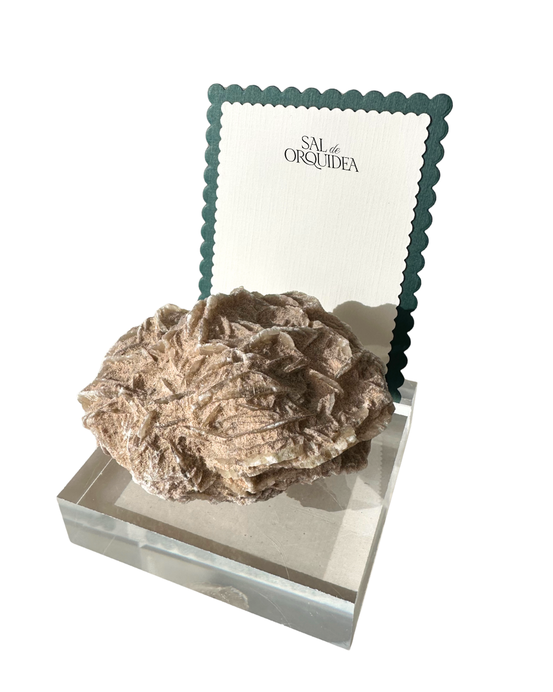 Rosa del Desierto en Acrílico con Tarjeta de Dedicatoria Premium