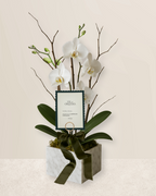 Orquídea en base de Mármol con Dedicatoria en Papel Premium