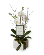 Orquídea en base de Mármol con Dedicatoria en Papel Premium