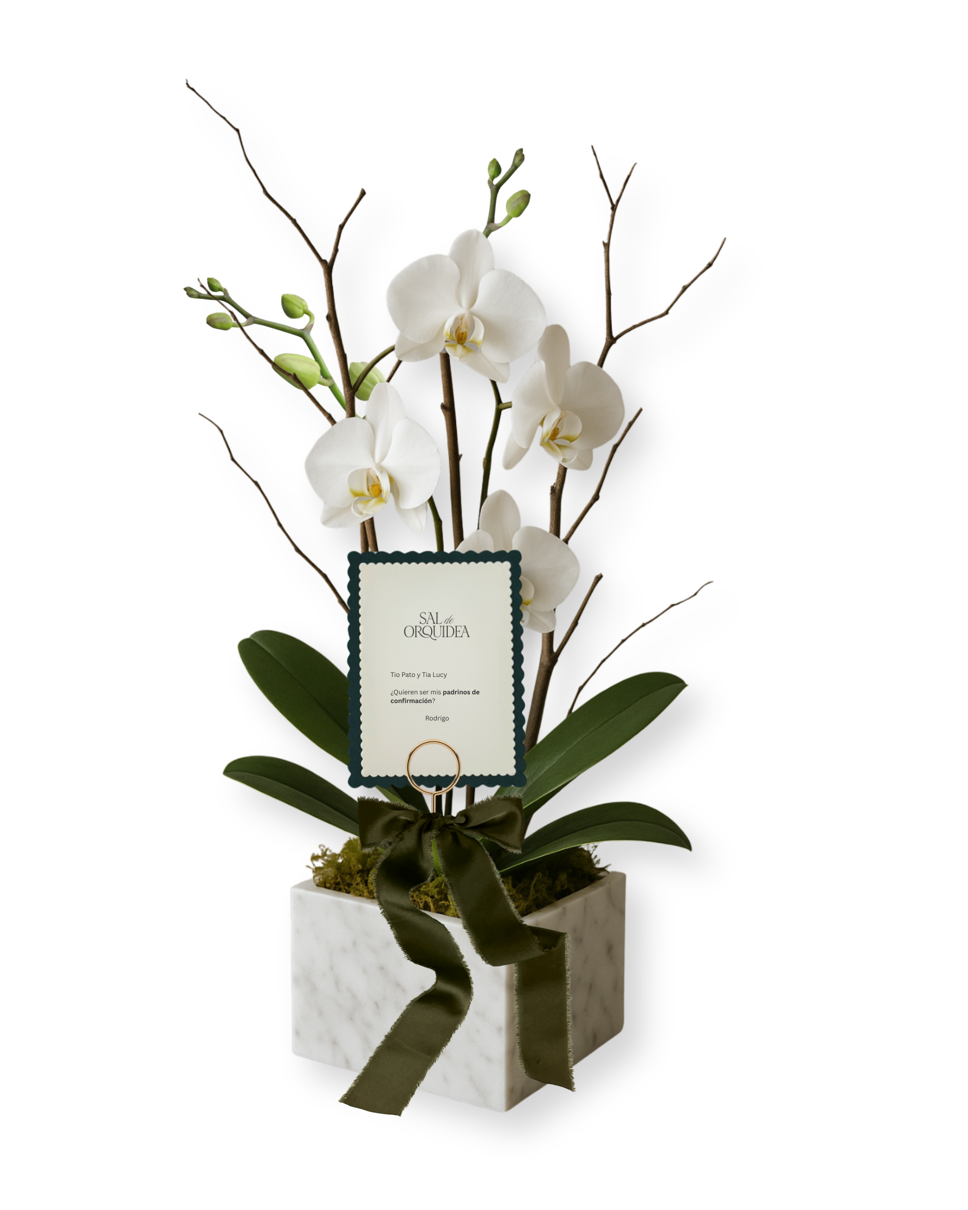 Orquídeas & Flores